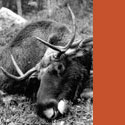Fotogalerie: Elchjagd in Lapland